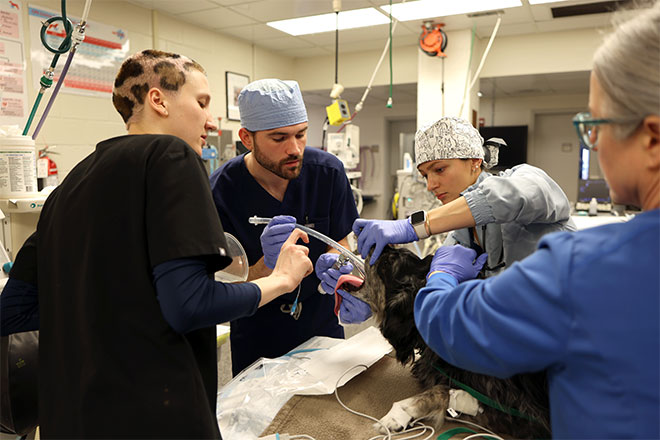 Penn Vet’s Mary Lyle guides Class of 2026 student David Buckwalter through a successful tracheal intubation.