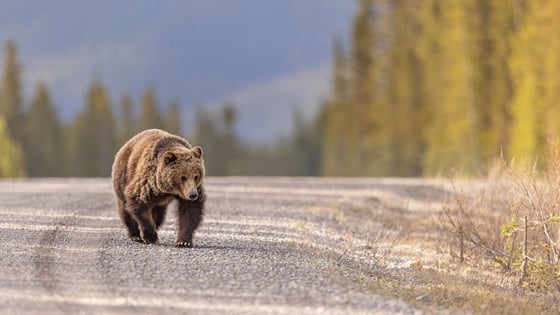 Grizzly Attacks