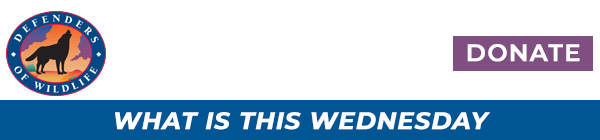 logo header with donate button