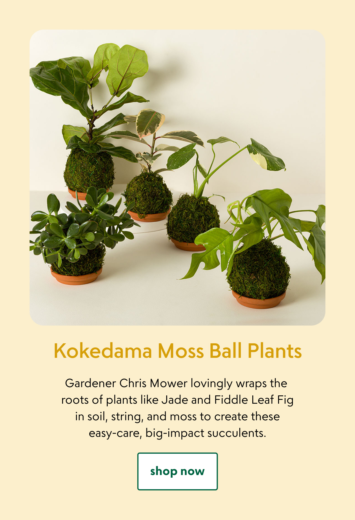 kokedama-moss-ball-plants