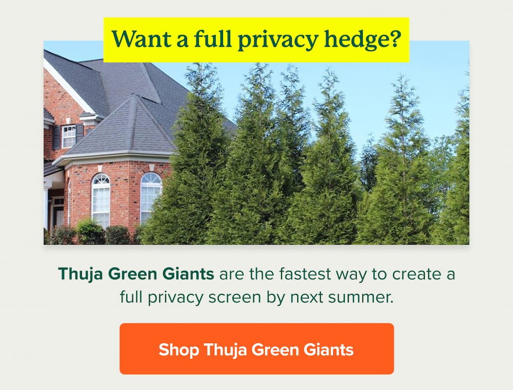 Find the pack that's right for you: Want a full privacy hedge? Thuja Green Giants&nbsp;are the fastest way to create a full privacy screen by next summer. SHOP THUJA GREEN GIANTS>>