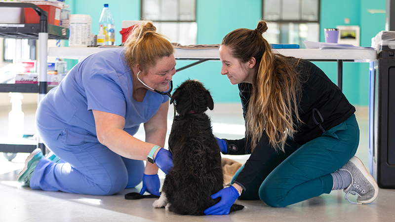 2 veterinary staff treating a a dog