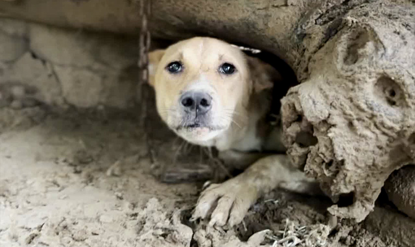 A chained dog peers out from a small gap beneath a mud wall.