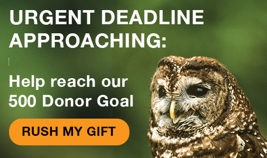 Help reach our 500 donor goal.