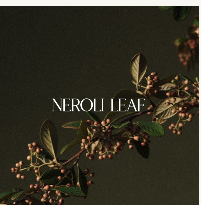 Neroli Leaf