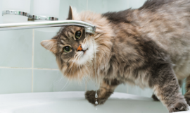 7 Tips to Add Hydration to Your Cat's Diet