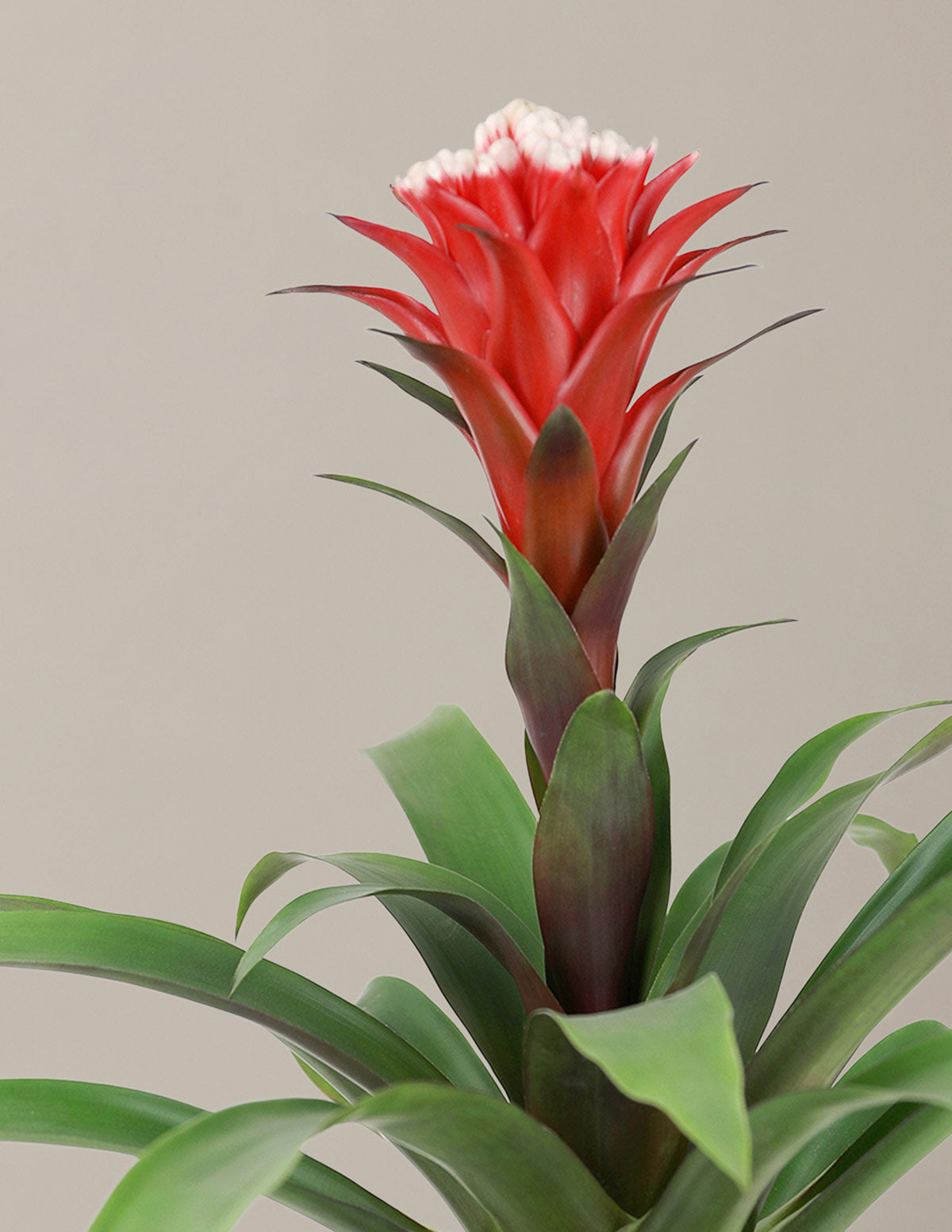 Image of Bromeliad Red Guzmania Hope