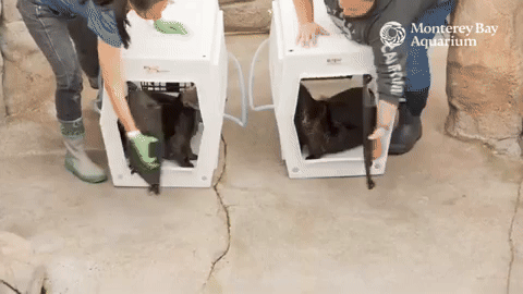 Two Monterey Bay Aquarium employees open the doors of two kennels and two sea otters flop out running towards the water into the Sea Otter exhibit