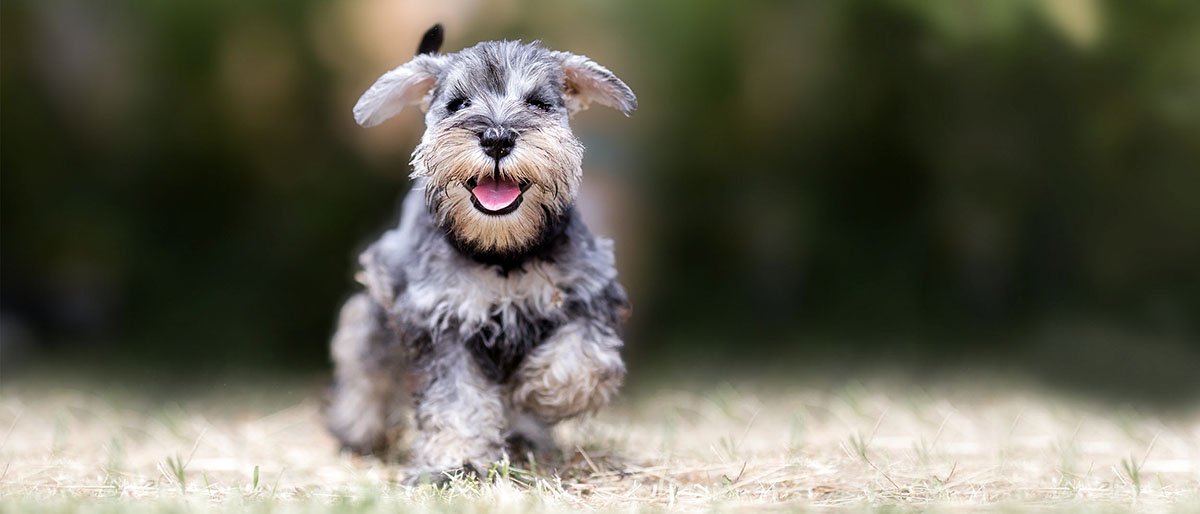 A dog running