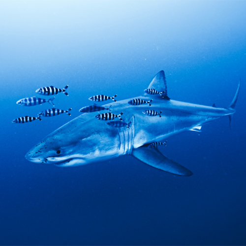 While removing abandoned fishing nets from a submerged shipwreck, divers recently spotted a great white shark swimming through the Mediterranean Sea.