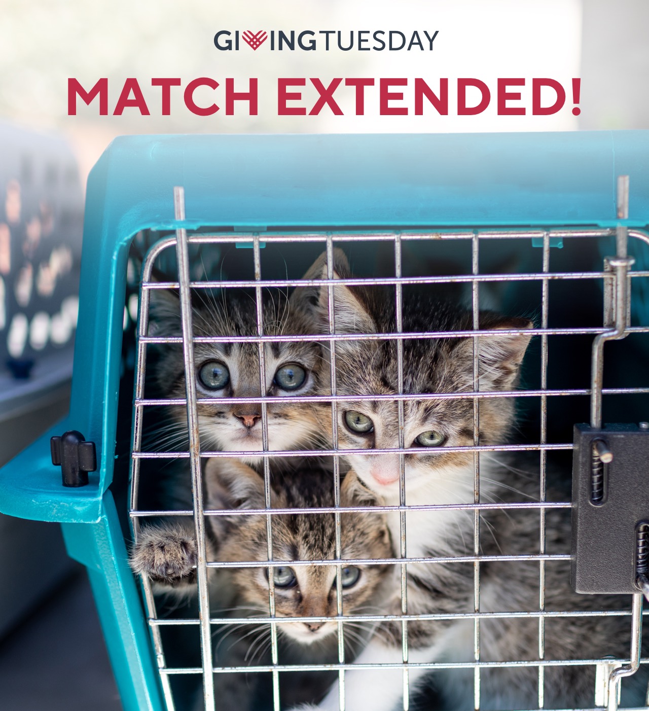 Three Kitchens in a Pet Carrier with the Caption: Go The Extra Mile Before Midnight