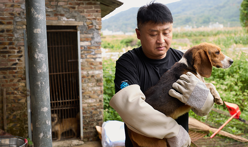 A rescue worker wearing protective gloves carries a beagle away from a cage at a rural property.