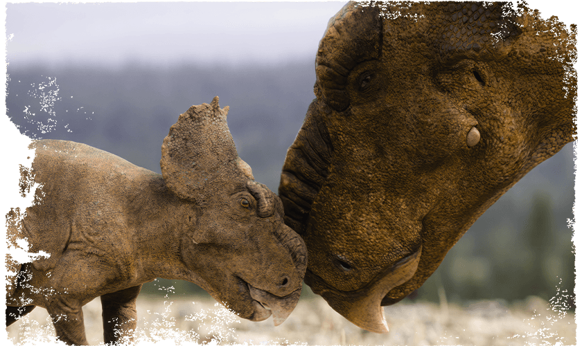 A close up image of a mother and vavy Pachyrhinosaurus nuzzling