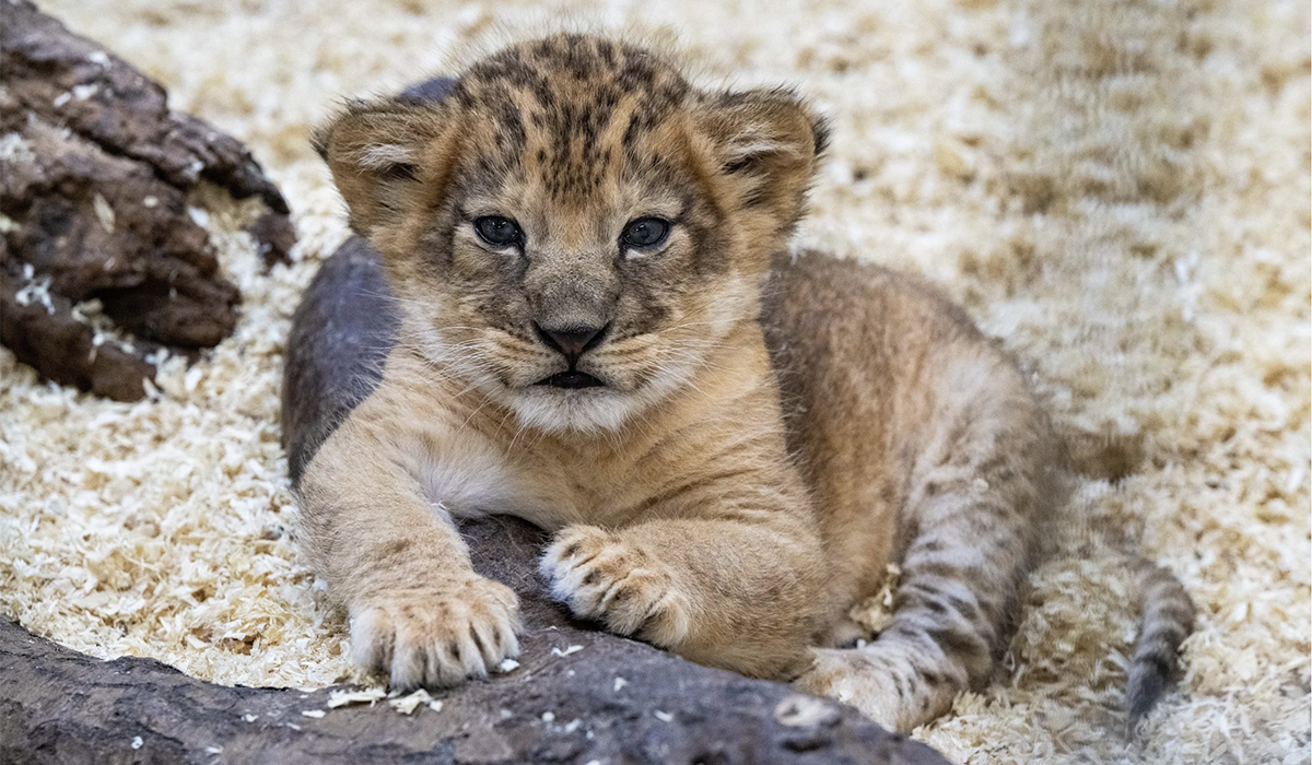 A lion cub.