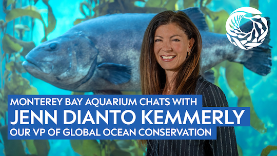 Jenn superimposed over a kelp forest background with a giant sea bass swimming by, the image reads Monterey Bay Aquarium chats with Jenn Dianto Kemmerly our VP of global ocean conservation