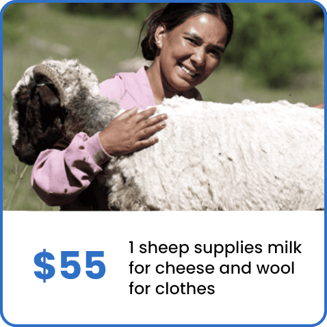 $55/ 1 sheep supplies milk for cheese and wool for clothes
