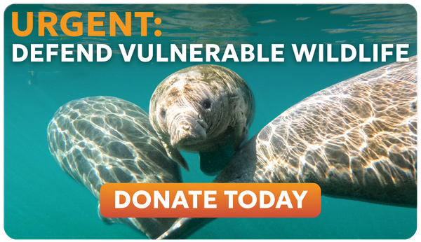Manatees in Florida with the header URGENT: DEFEND VULNERABLE WILDLIFE