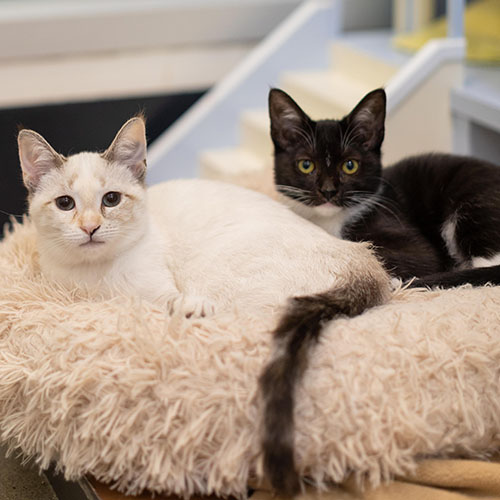 Two Cats Sitting