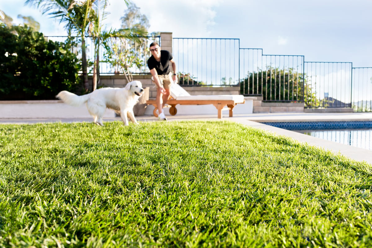 guy playing with dog on lush green yard