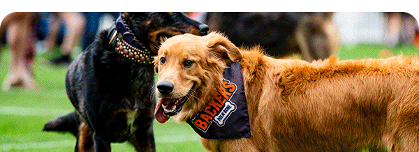 Barking Backer Photos