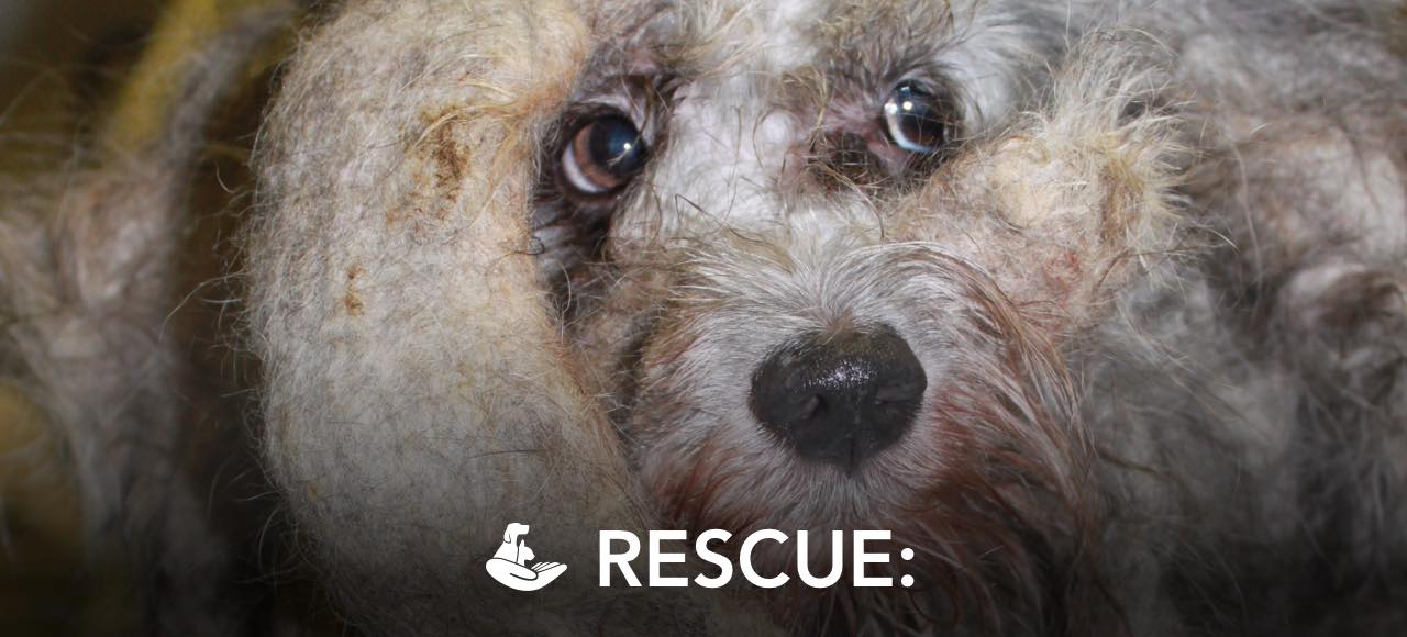RESCUE:
