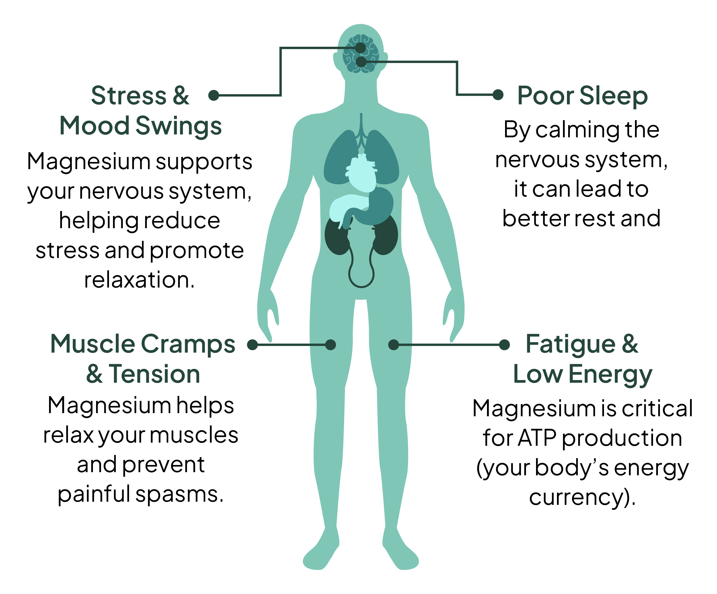 Fatigue & Low Energy, Muscle Cramps & Tension, Poor Sleeps, Stress & Mood Swings.