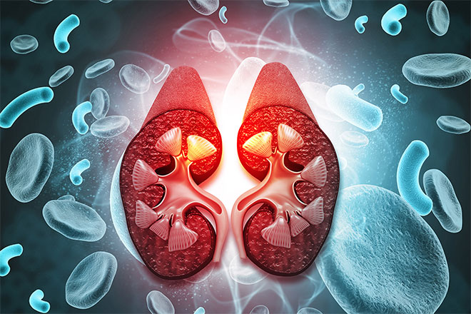 Artwork of kidneys.