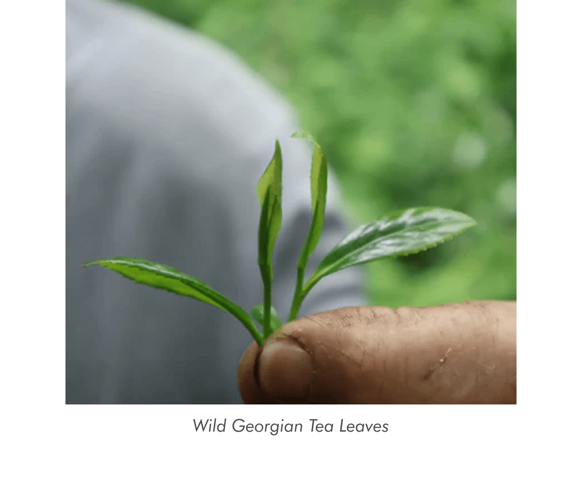 Wild Georgian Tea Leaves