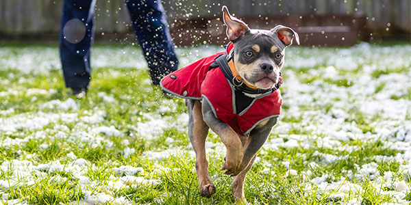 A tri-coloured small puppy wearing a red dog coat is running on grass towards the camera in the snow