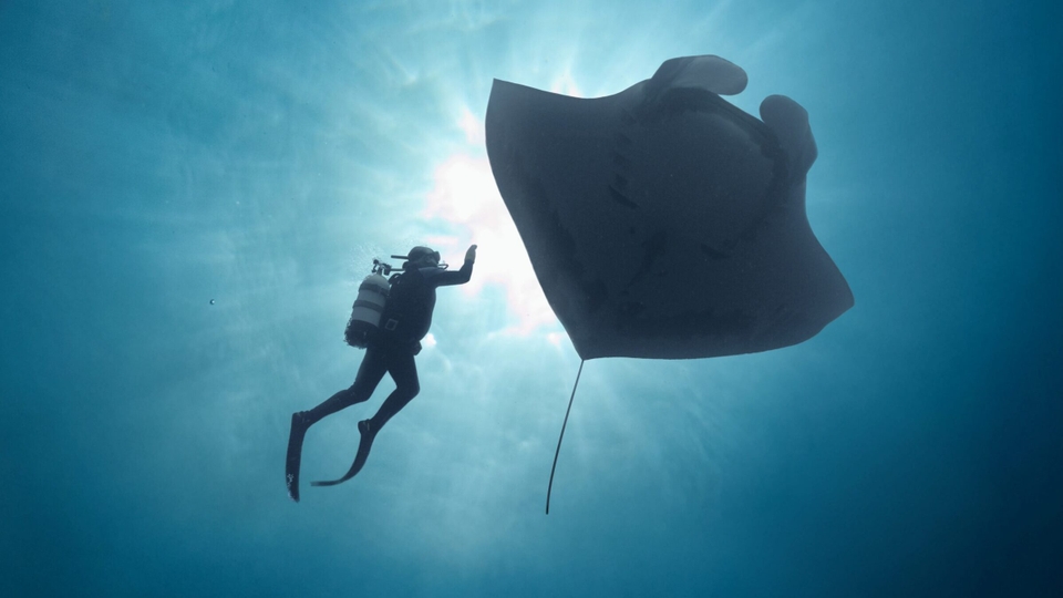 Last_dive_doc_giant-manta-scaled-e1749387770473-4