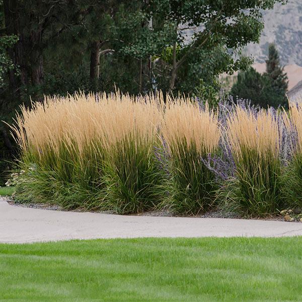 Image of Karl Foerster Grass