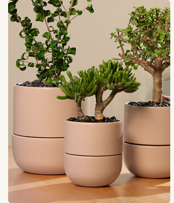 Small Planter.
