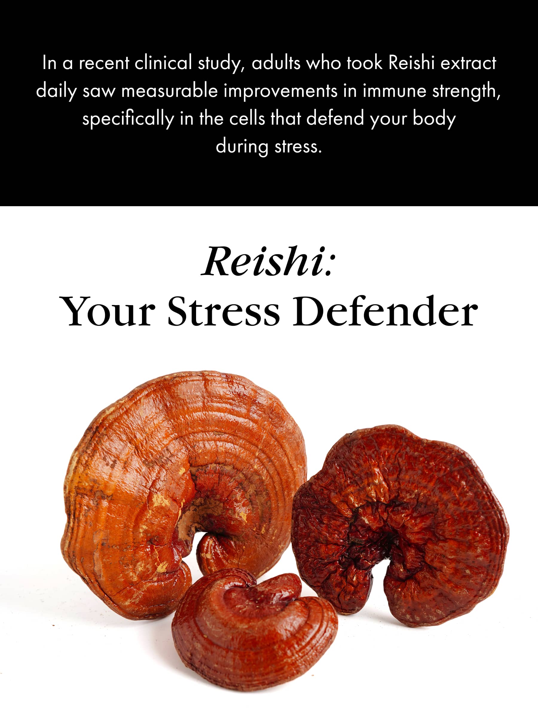 Reisihi: Your Strress Defender