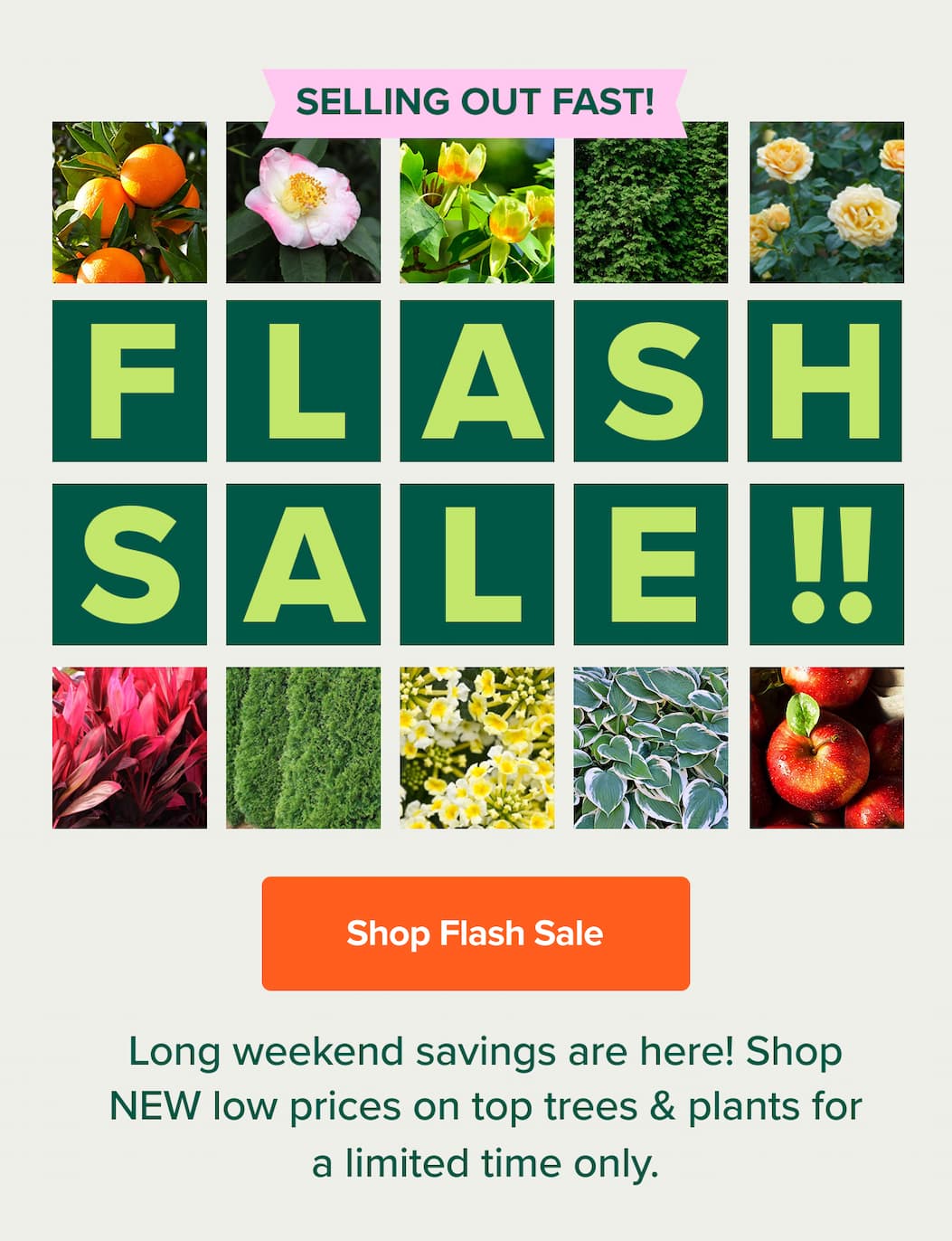 Long weekend savings are here! Shop NEW low prices on top trees & plants for a limited time only. SHOP NOW>>