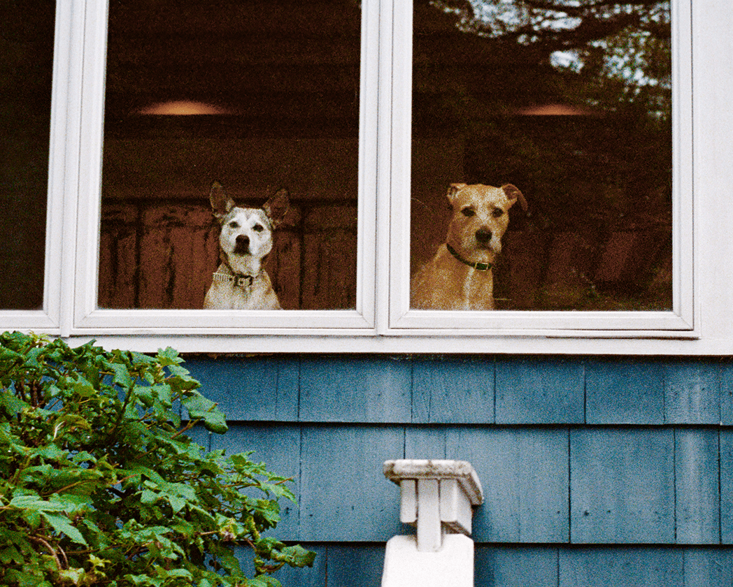 does-everyone-in-your-household-have-to-agree-before-you-bring-a-dog-home