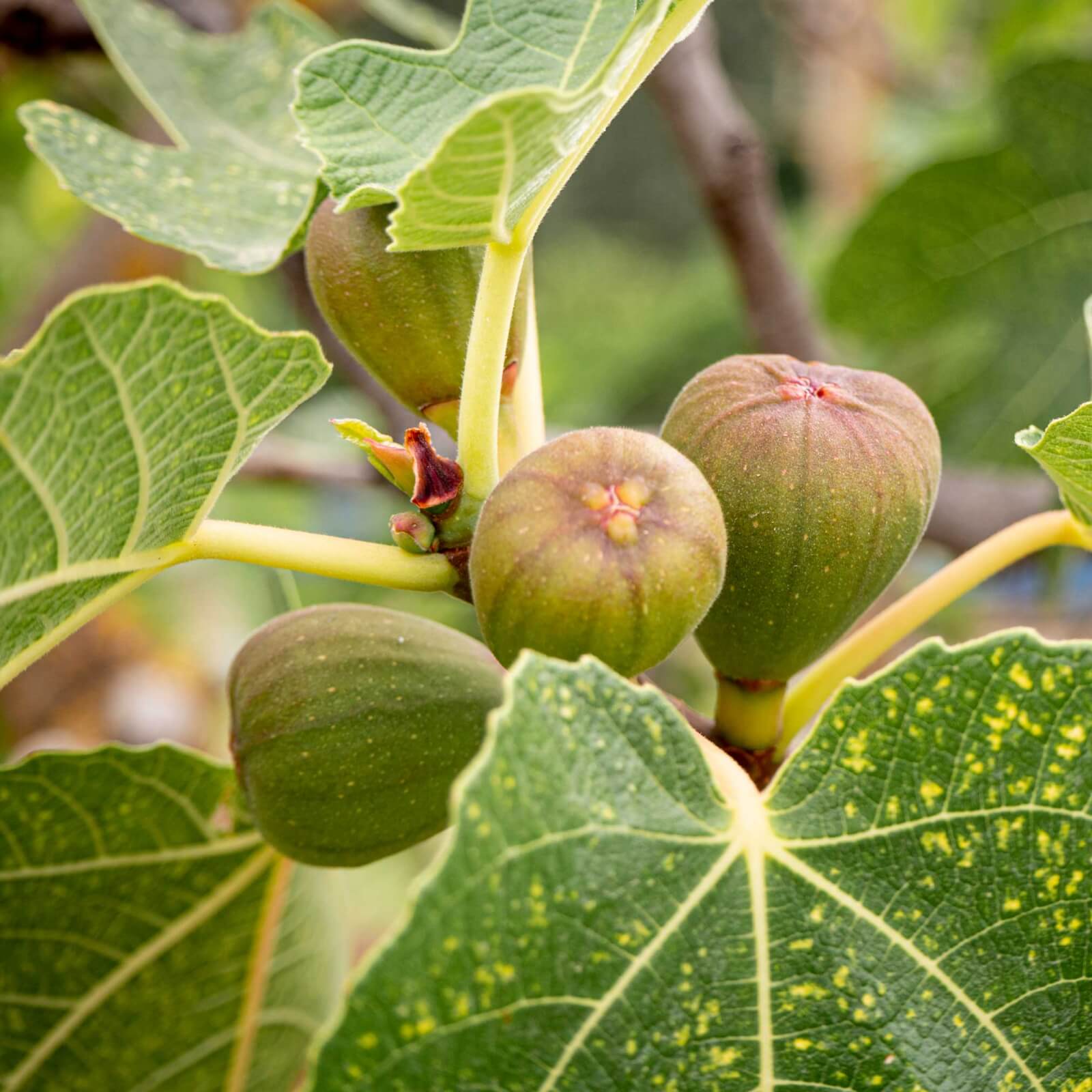 Image of Brown Turkey Fig