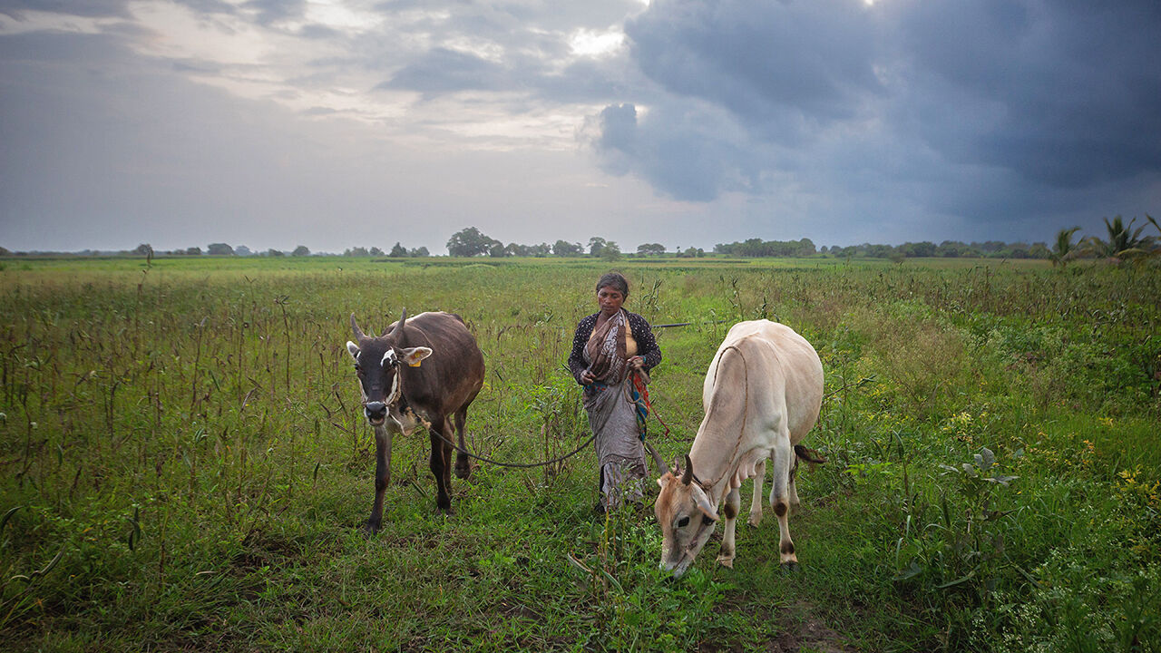 A farmer walks her cattle back home through a field of okra in Karnataka State, India