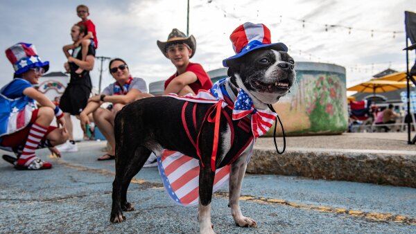  A dog dressed in an American flag-themed cap, hat and bowtie.
