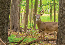 Tips For Taking Early Season Whitetails