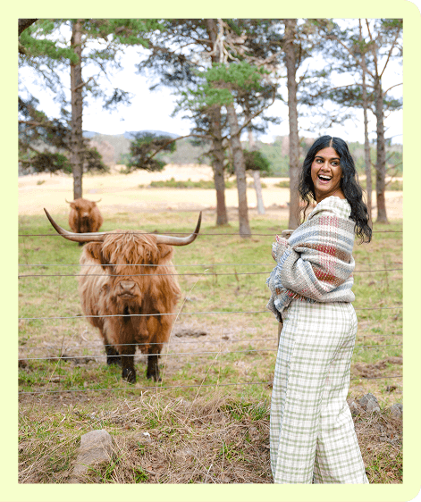 Highland Cows Image