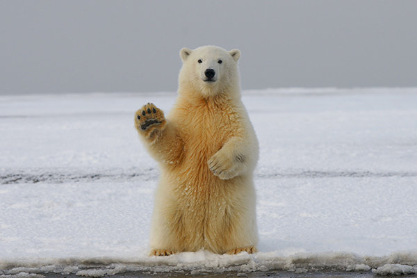 Polar bear standing on back legs and waving © Hans-Jurgen Mager/Unsplash