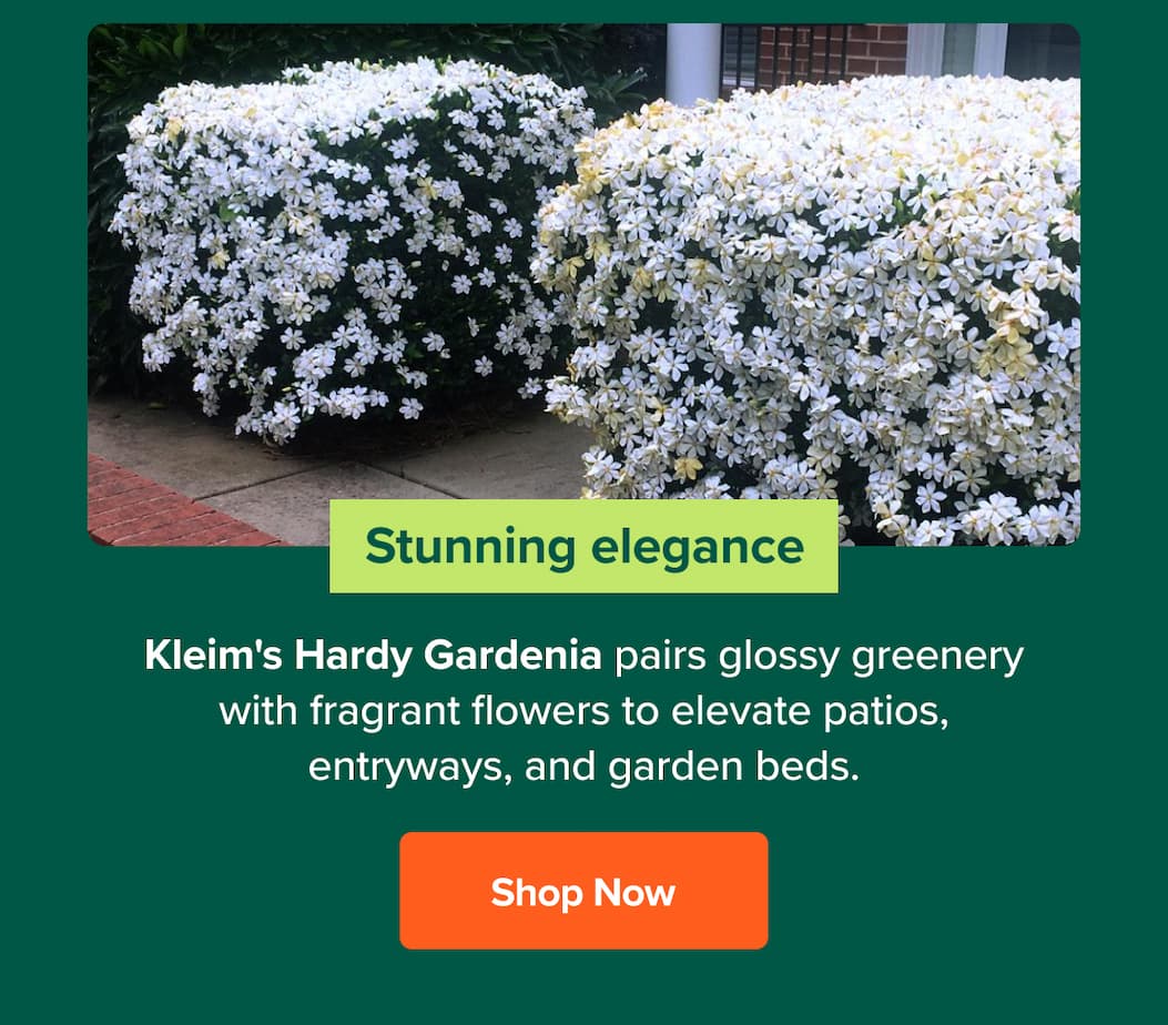Stunning elegance. Shop Kleim's Hardy Gardenia Shrub>>