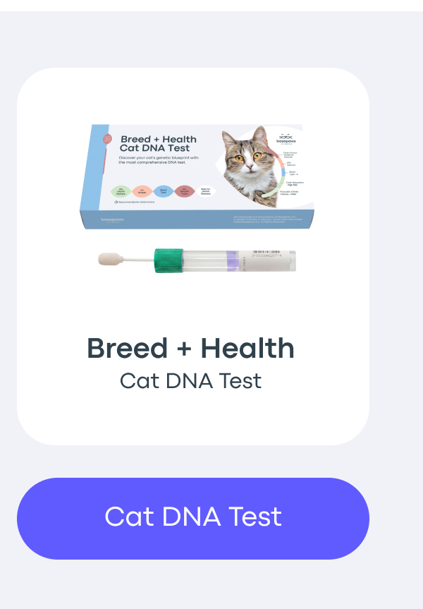 Cat DNA Test