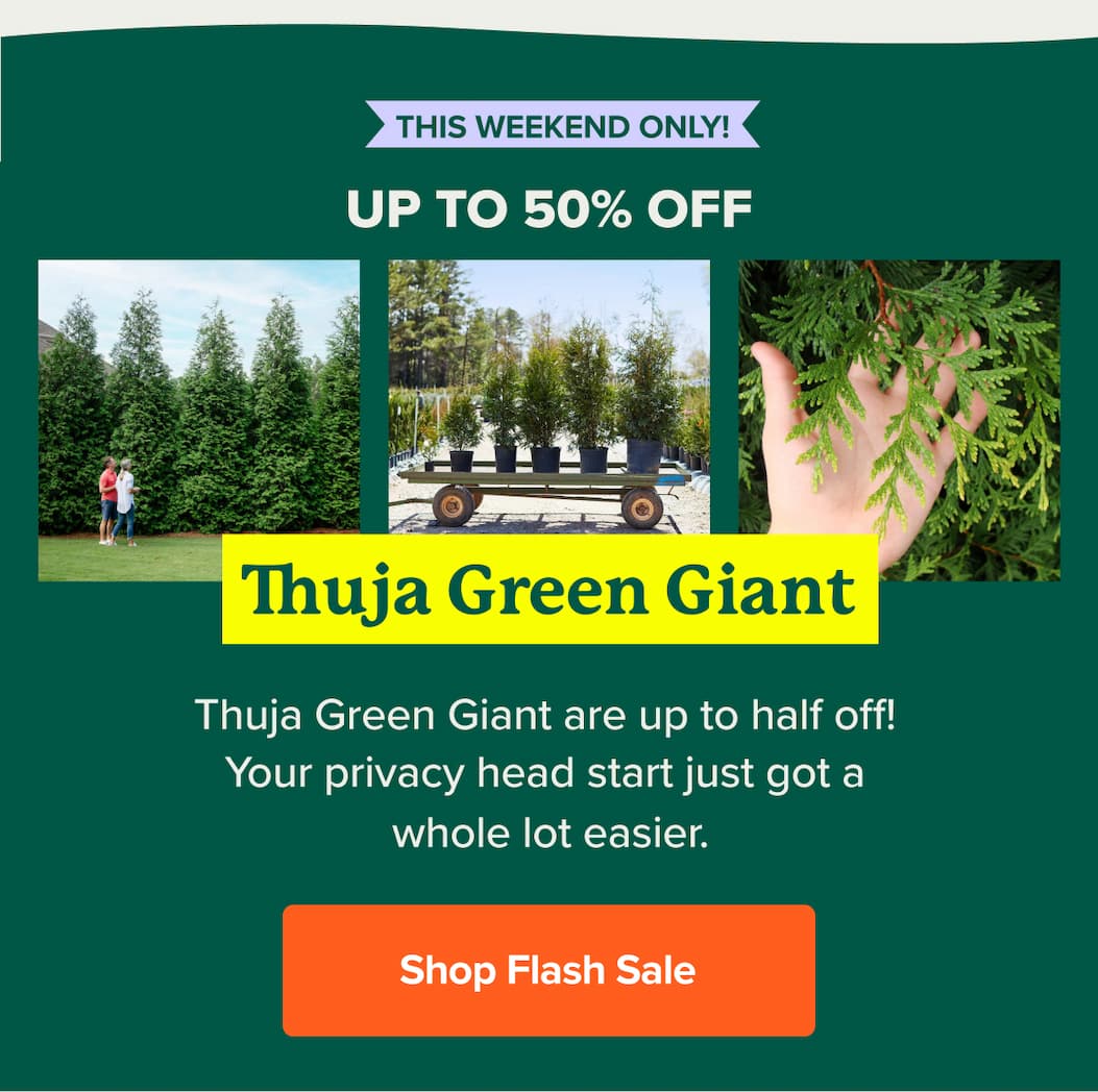 This weekend only, up to 50% off Thuja Green Giant Multipacks. SHOP FLASH SALE>>
