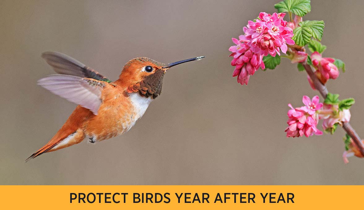PROTECT BIRDS YEAR AFTER YEAR