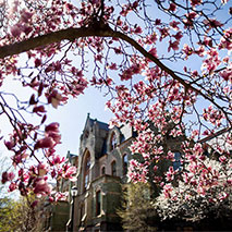 A tree with budding pink petals on Penn's campus.
