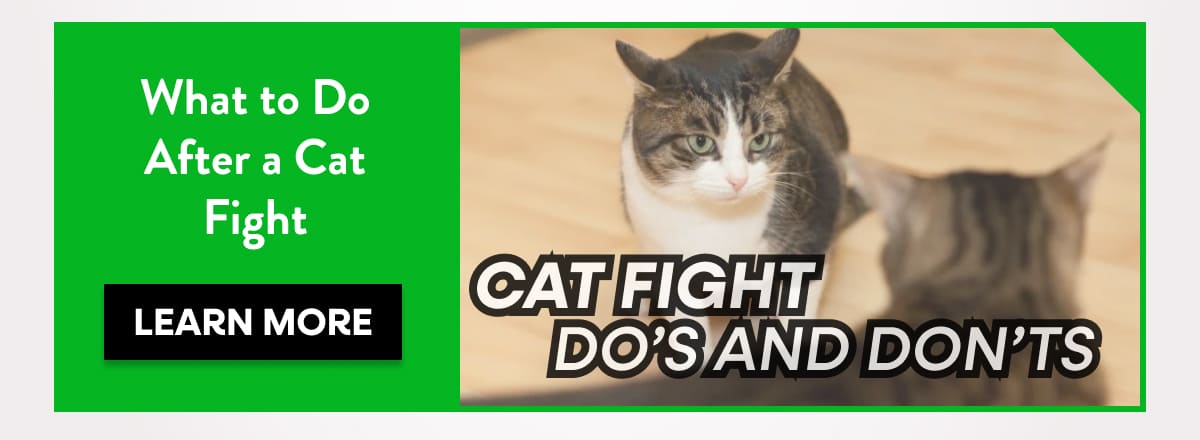 What to Do After a Cat Fight learn more