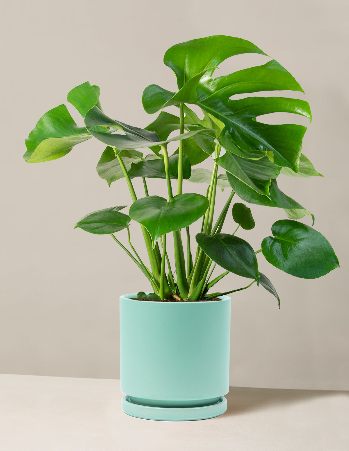 Image of Monstera Deliciosa