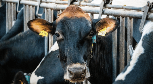 cow with ear tags on farm