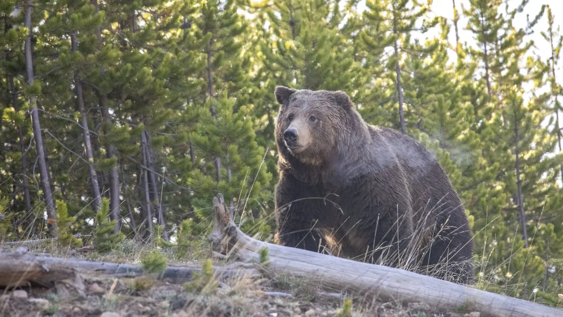 grizzly